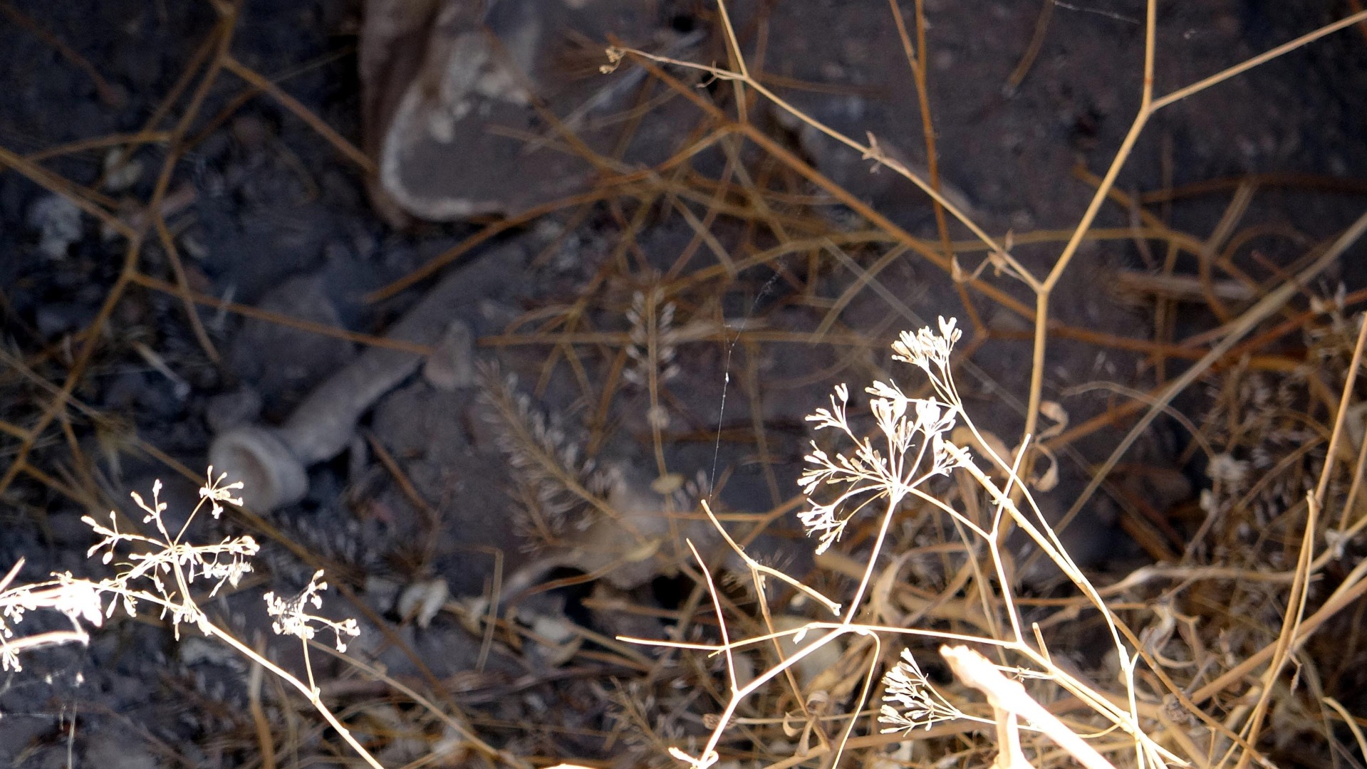 5 bin yıllık mezarlıkta defineci talanı! Kemikleri bile çıkardılar 7