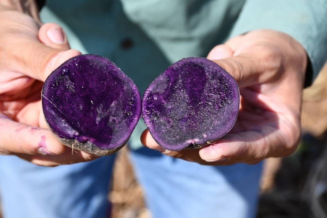 Mucizenin diğer adı 'İlkmor': 10 yıl önce açığı keşfedildi, 2 ilde üretimi başlatıldı 1