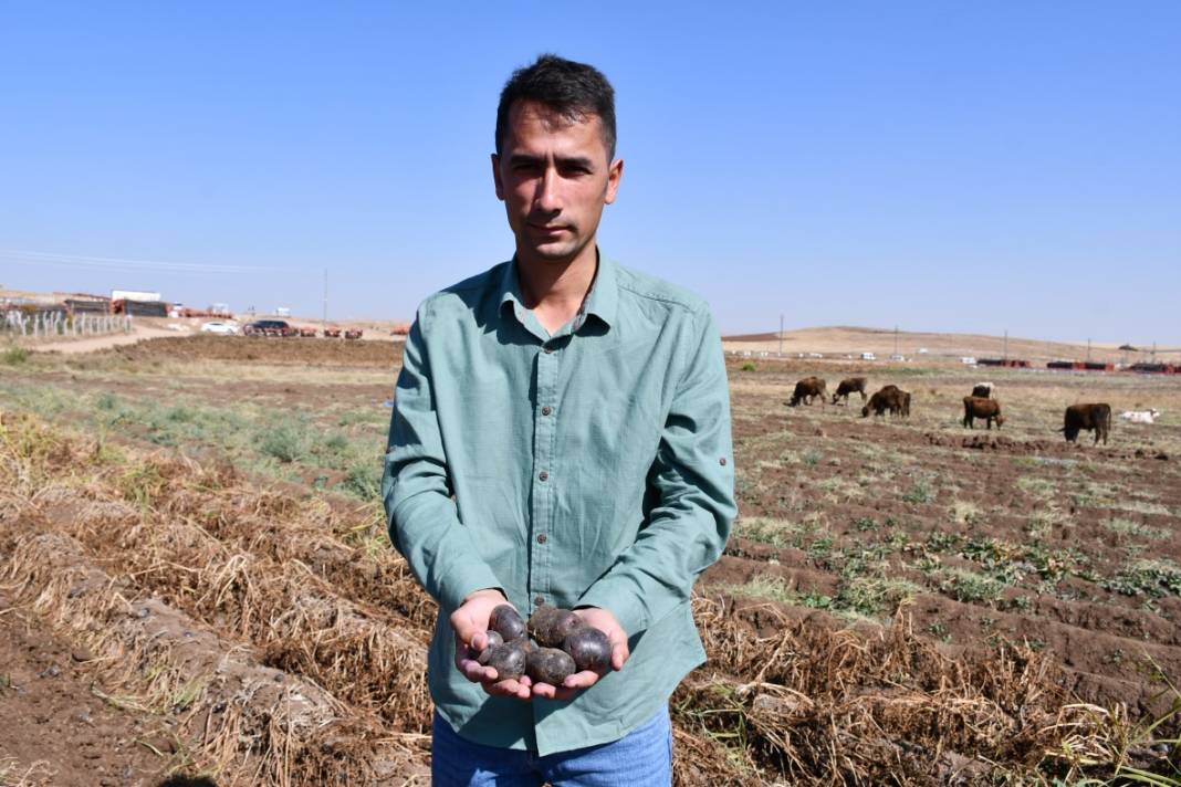 Mucizenin diğer adı 'İlkmor': 10 yıl önce açığı keşfedildi, 2 ilde üretimi başlatıldı 2