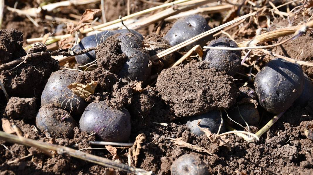 Mucizenin diğer adı 'İlkmor': 10 yıl önce açığı keşfedildi, 2 ilde üretimi başlatıldı 4