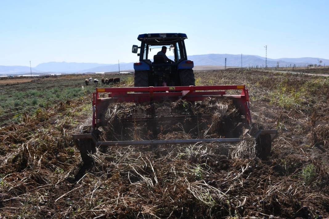 Mucizenin diğer adı 'İlkmor': 10 yıl önce açığı keşfedildi, 2 ilde üretimi başlatıldı 6