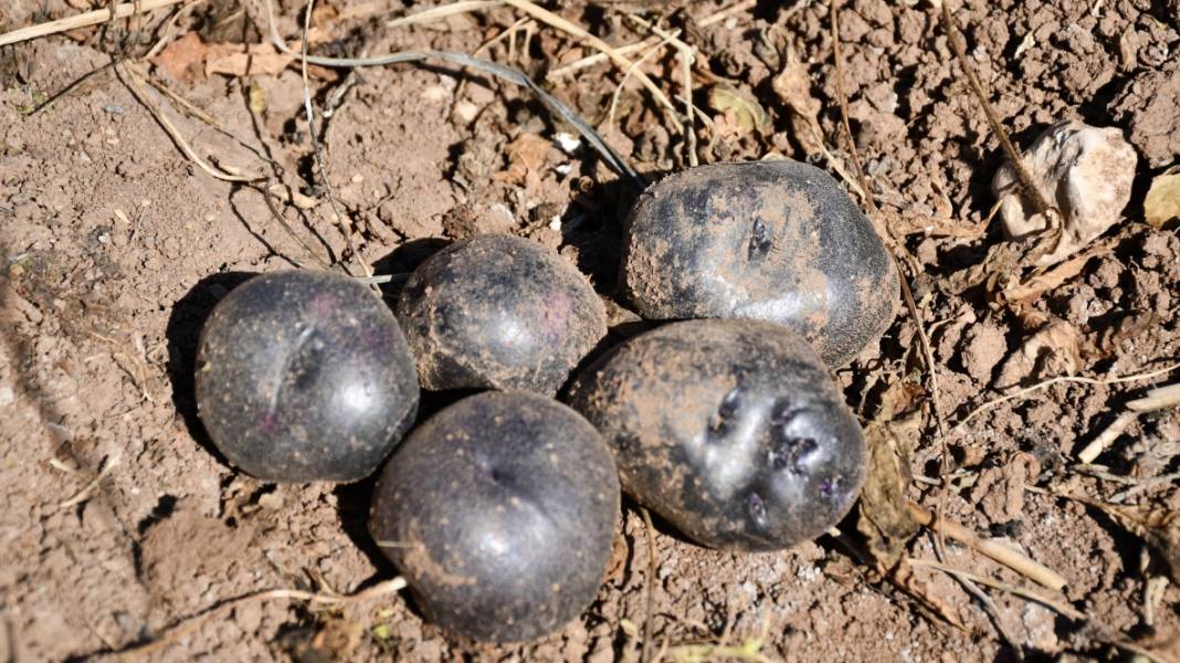 Mucizenin diğer adı 'İlkmor': 10 yıl önce açığı keşfedildi, 2 ilde üretimi başlatıldı 7