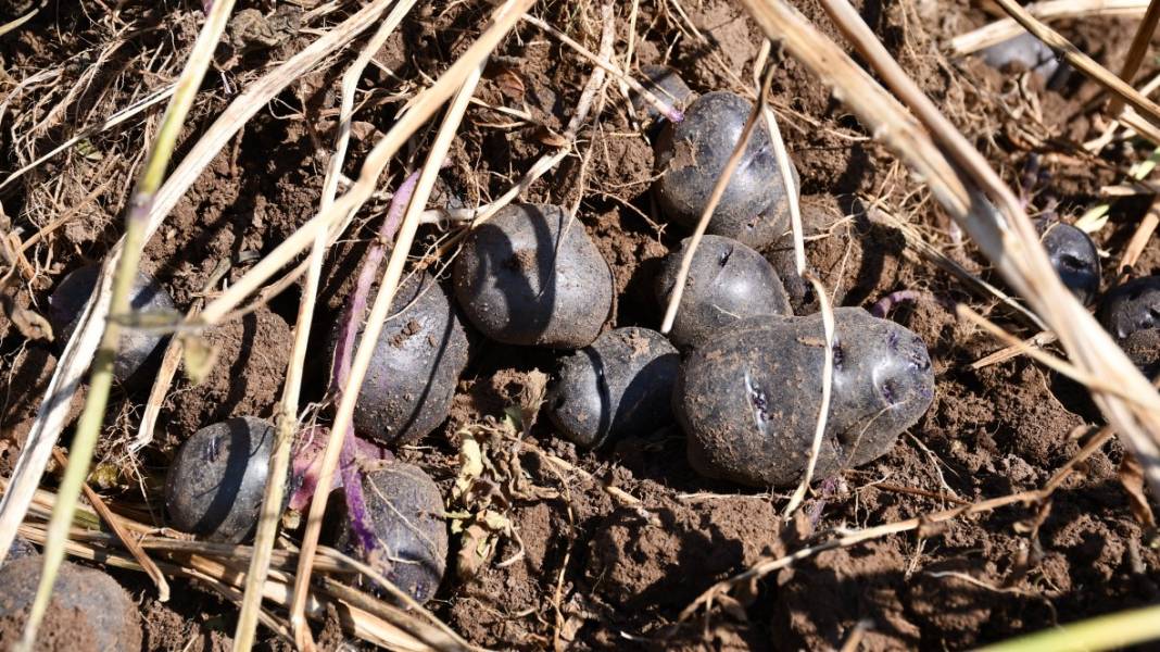 Mucizenin diğer adı 'İlkmor': 10 yıl önce açığı keşfedildi, 2 ilde üretimi başlatıldı 8