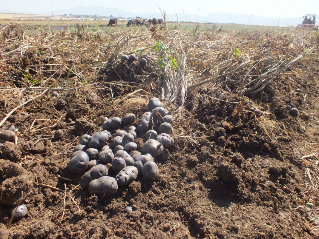 Mucizenin diğer adı 'İlkmor': 10 yıl önce açığı keşfedildi, 2 ilde üretimi başlatıldı 9