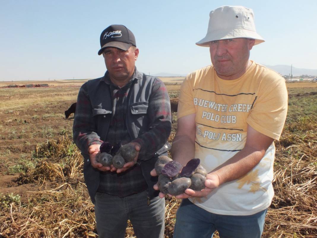 Mucizenin diğer adı 'İlkmor': 10 yıl önce açığı keşfedildi, 2 ilde üretimi başlatıldı 10