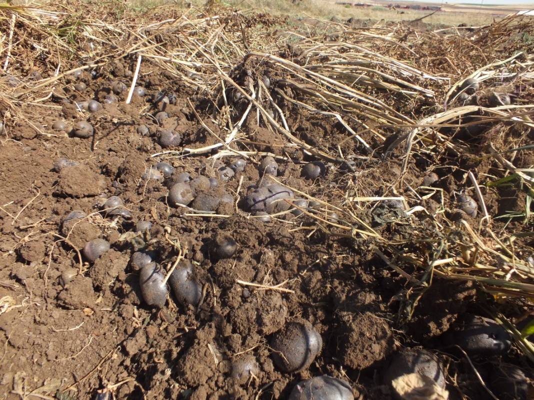 Mucizenin diğer adı 'İlkmor': 10 yıl önce açığı keşfedildi, 2 ilde üretimi başlatıldı 11