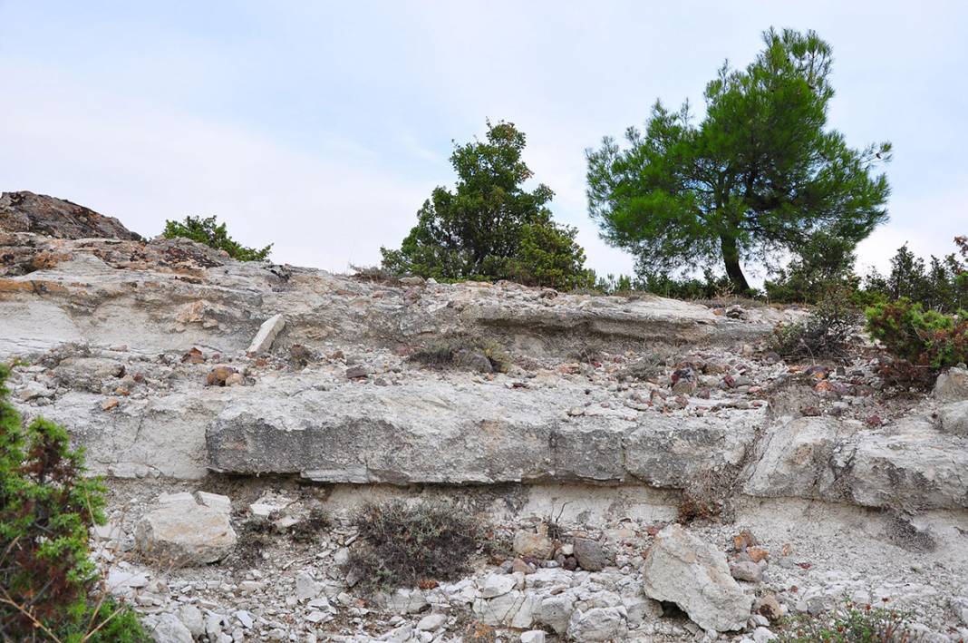 21 milyon yıllık 'fosil orman' yok olma tehlikesiyle karşı karşıya 17