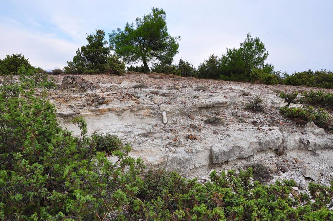 21 milyon yıllık 'fosil orman' yok olma tehlikesiyle karşı karşıya 18