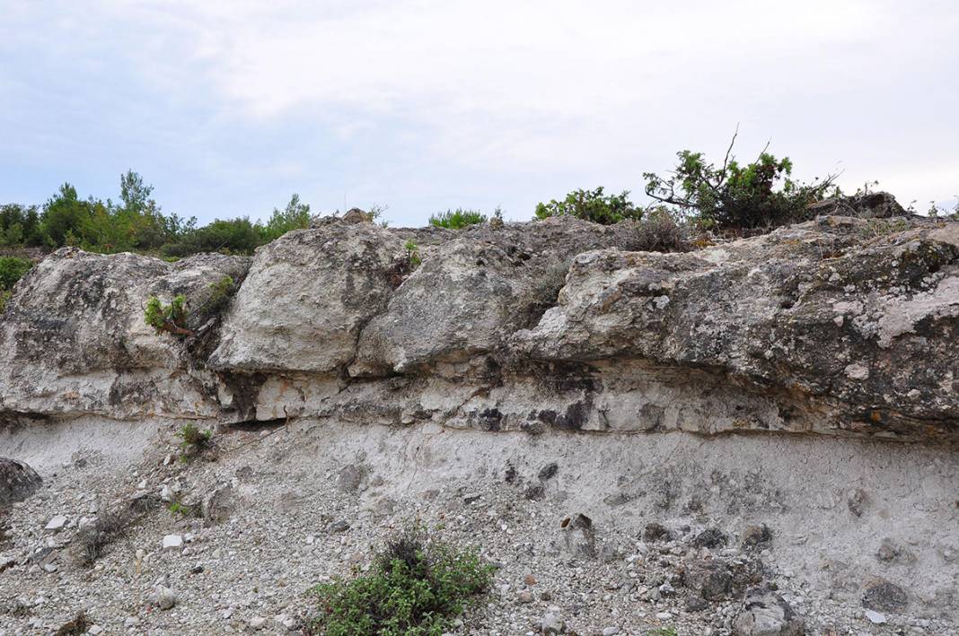 21 milyon yıllık 'fosil orman' yok olma tehlikesiyle karşı karşıya 19