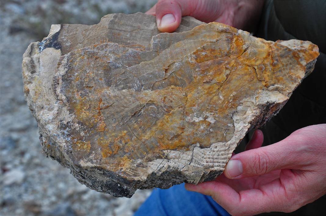 21 milyon yıllık 'fosil orman' yok olma tehlikesiyle karşı karşıya 5