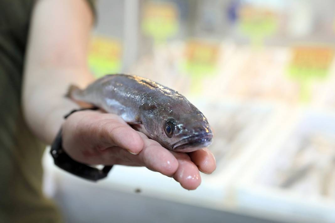 Seyyar tezgahta 'zehirli' oyun! Balon balığını mezgit diye satıyorlar 5