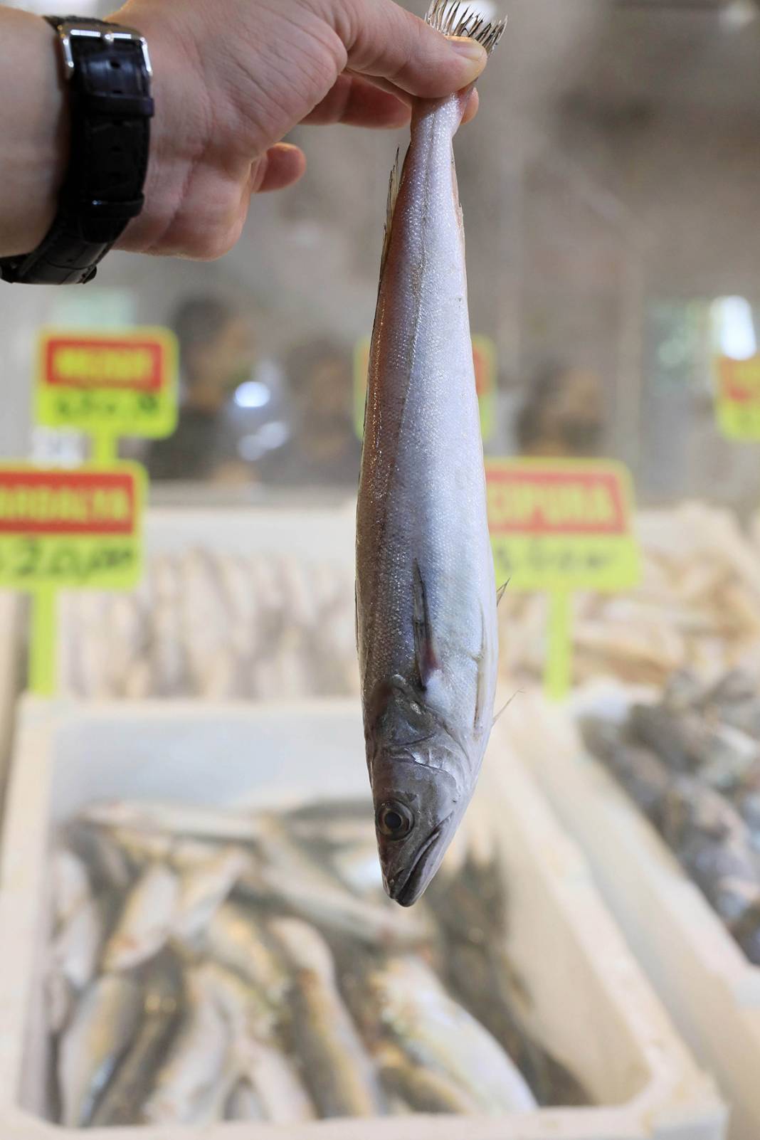 Seyyar tezgahta 'zehirli' oyun! Balon balığını mezgit diye satıyorlar 6