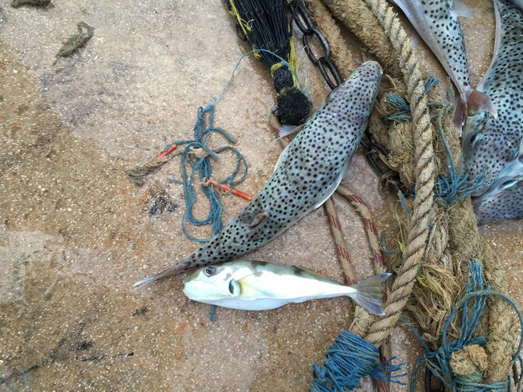 Zehri siyanürden bin 200 kat daha güçlü! Japonlar yiyor diye tüketmeyin 3
