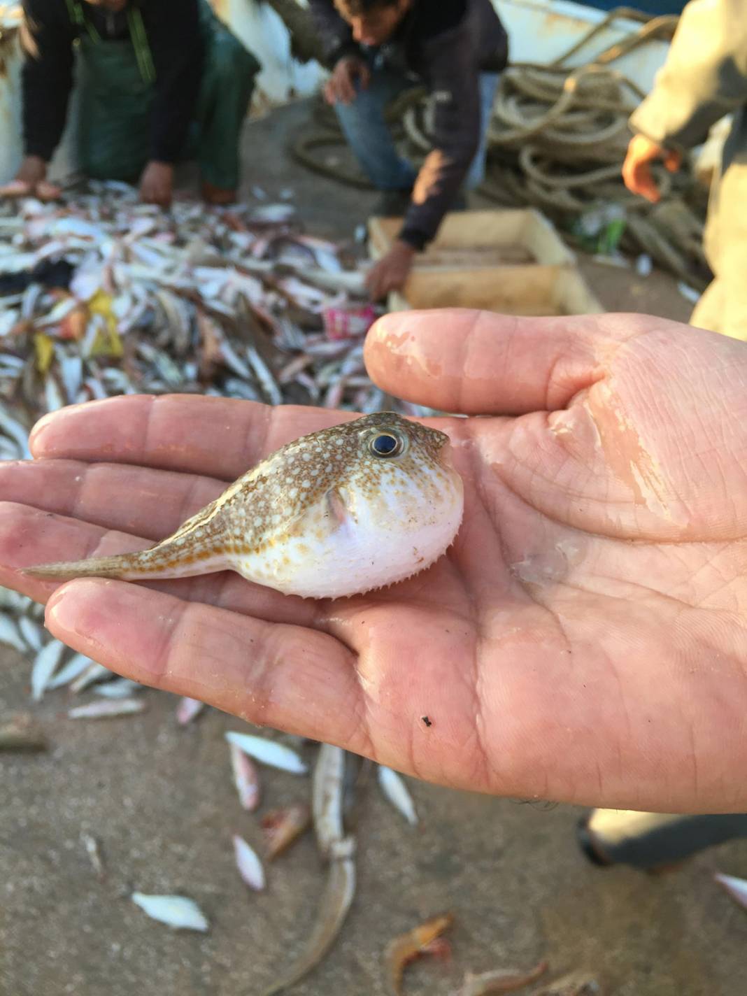 Zehri siyanürden bin 200 kat daha güçlü! Japonlar yiyor diye tüketmeyin 4