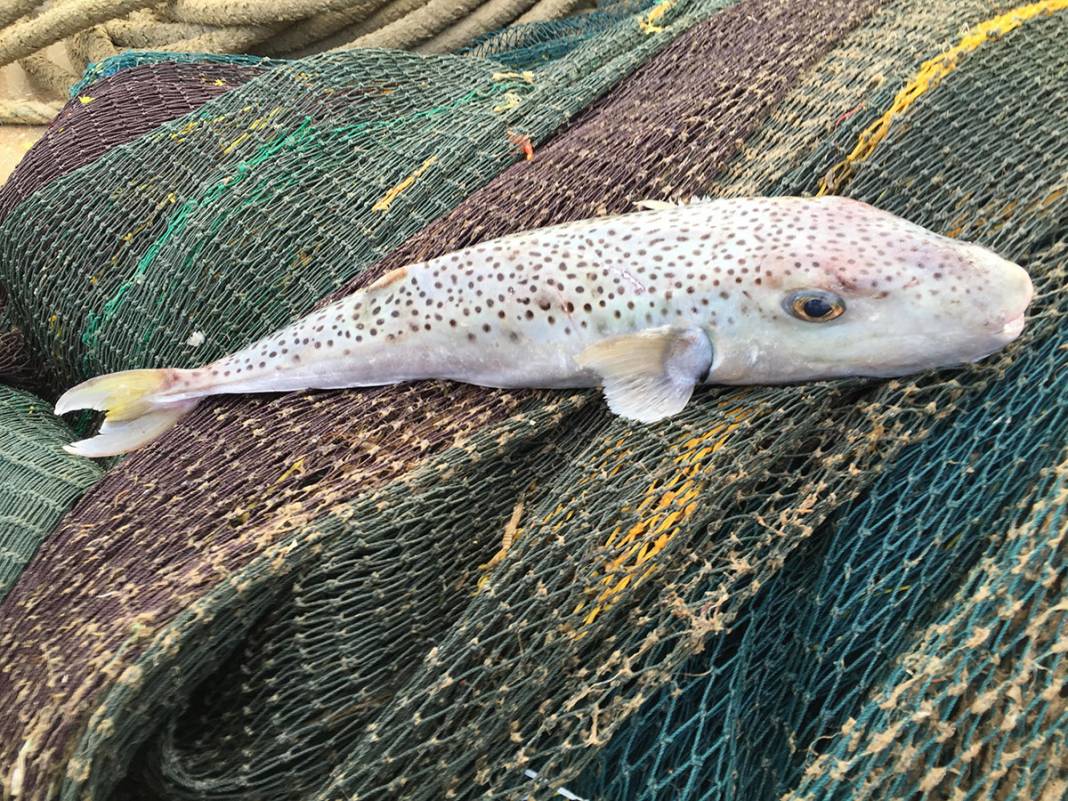 Zehri siyanürden bin 200 kat daha güçlü! Japonlar yiyor diye tüketmeyin 5