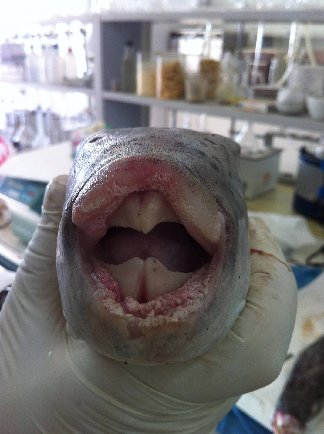 Zehri siyanürden bin 200 kat daha güçlü! Japonlar yiyor diye tüketmeyin 7