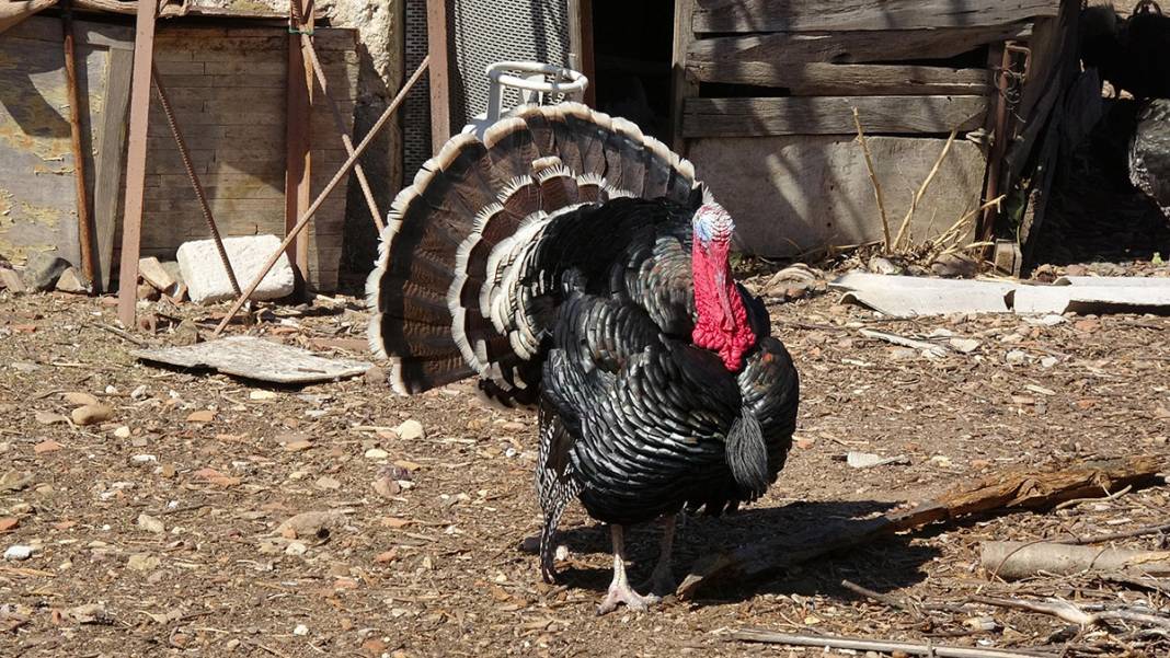 'Yerli Robinsonlar' 17 yıldır bu adada yaşıyor 11