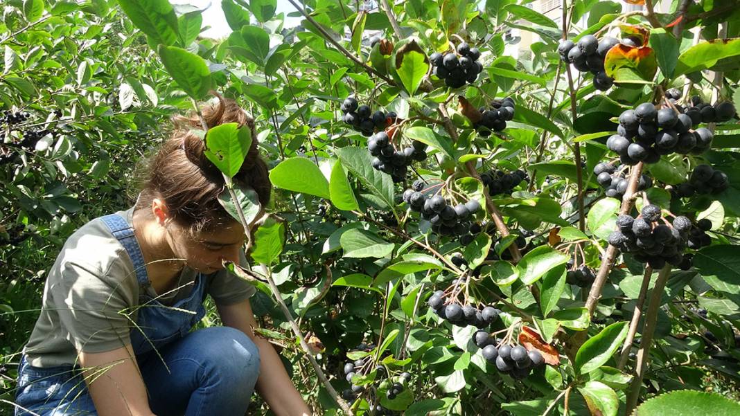 İşte Karadeniz'in yeni meyvesi! 'Aronya'da ilk hasat 1