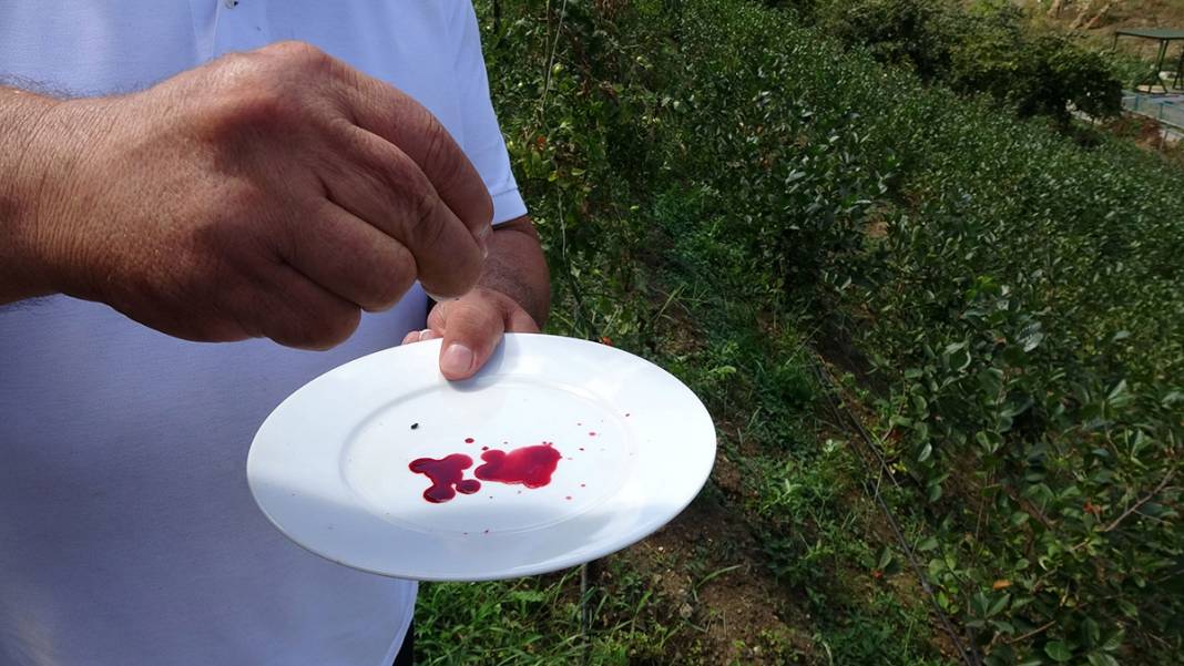 İşte Karadeniz'in yeni meyvesi! 'Aronya'da ilk hasat 10