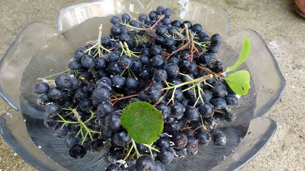 İşte Karadeniz'in yeni meyvesi! 'Aronya'da ilk hasat 11