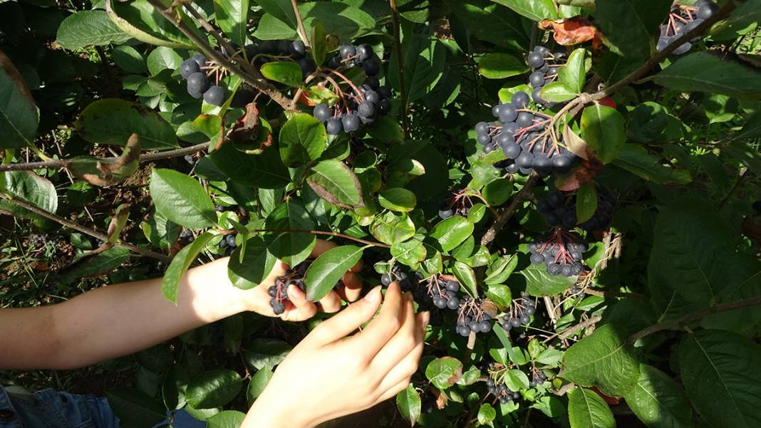 İşte Karadeniz'in yeni meyvesi! 'Aronya'da ilk hasat 2