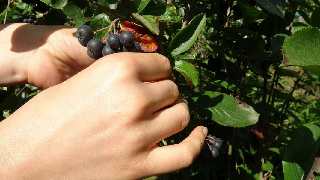 İşte Karadeniz'in yeni meyvesi! 'Aronya'da ilk hasat 3