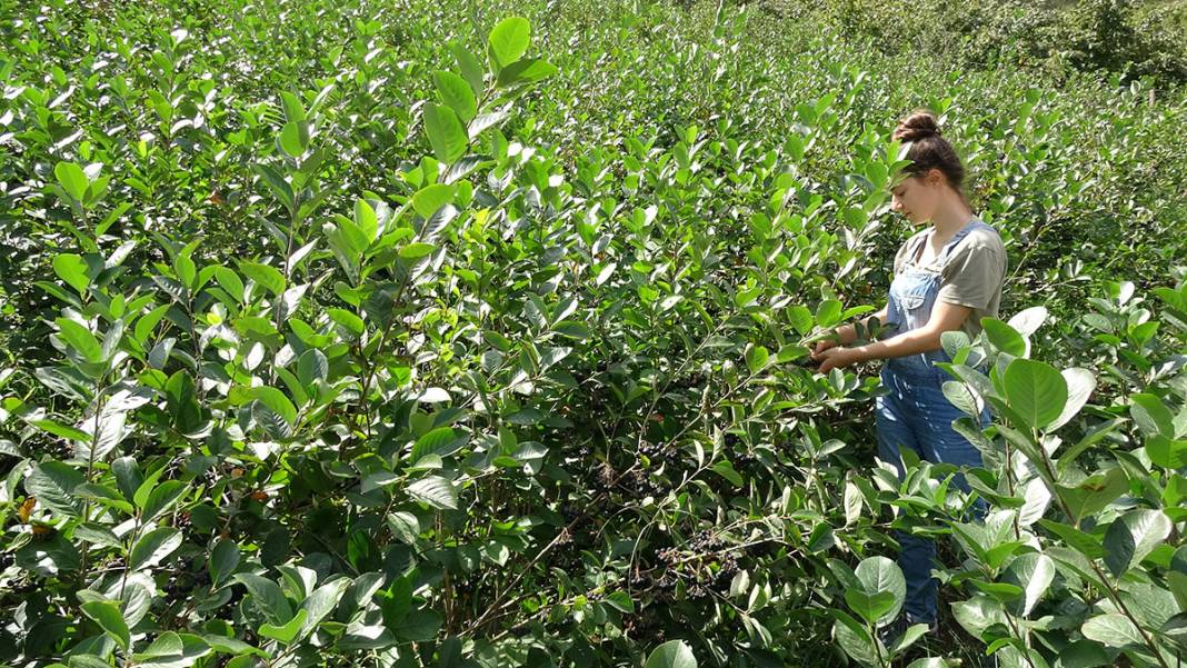İşte Karadeniz'in yeni meyvesi! 'Aronya'da ilk hasat 4