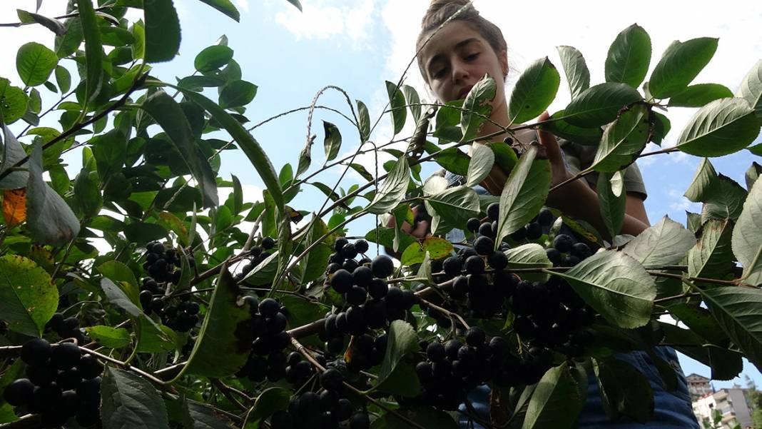 İşte Karadeniz'in yeni meyvesi! 'Aronya'da ilk hasat 5