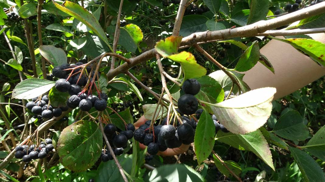 İşte Karadeniz'in yeni meyvesi! 'Aronya'da ilk hasat 6