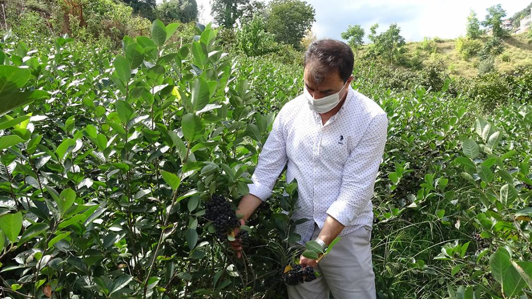 İşte Karadeniz'in yeni meyvesi! 'Aronya'da ilk hasat 7
