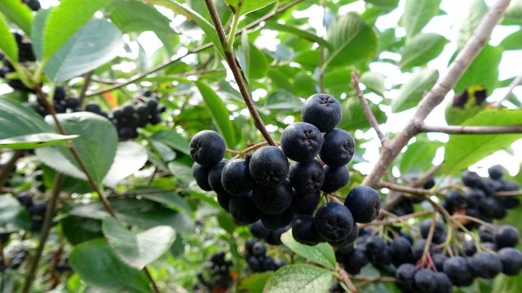 İşte Karadeniz'in yeni meyvesi! 'Aronya'da ilk hasat 8