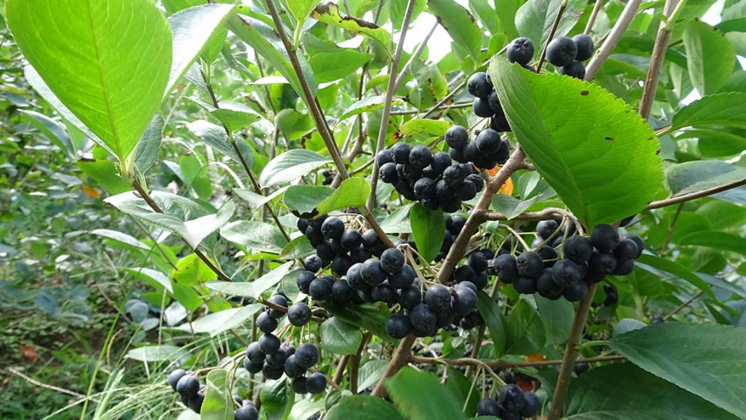 İşte Karadeniz'in yeni meyvesi! 'Aronya'da ilk hasat 9