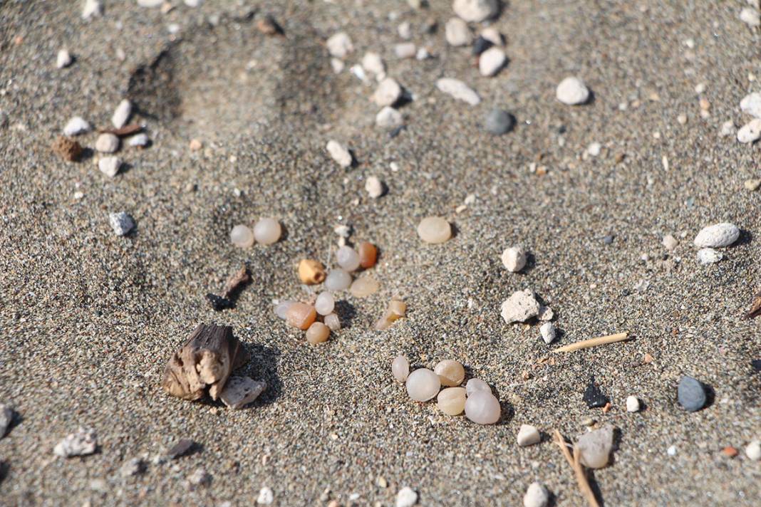 Adeta zehirli bomba! Bir avuç kumda 200 tane var 2