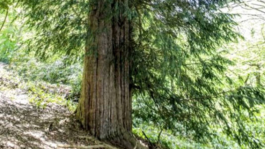 4115 yıllık ömrüyle Türkiye'nin en yaşlı ağacı görenleri hayran bırakıyor 1