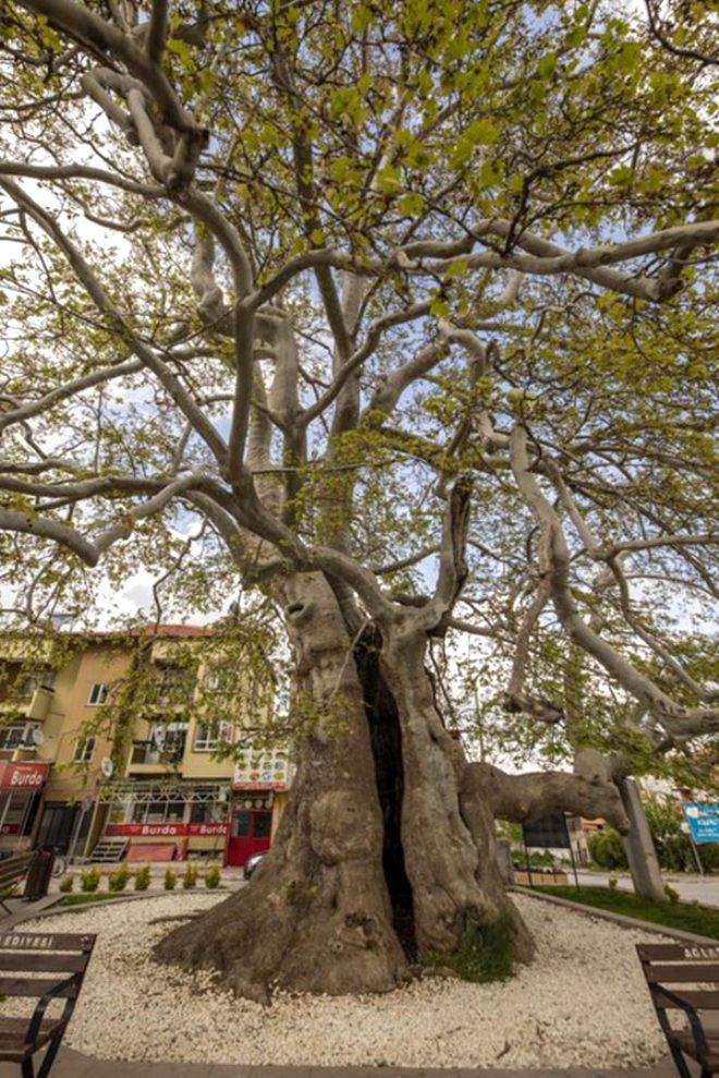 4115 yıllık ömrüyle Türkiye'nin en yaşlı ağacı görenleri hayran bırakıyor 10