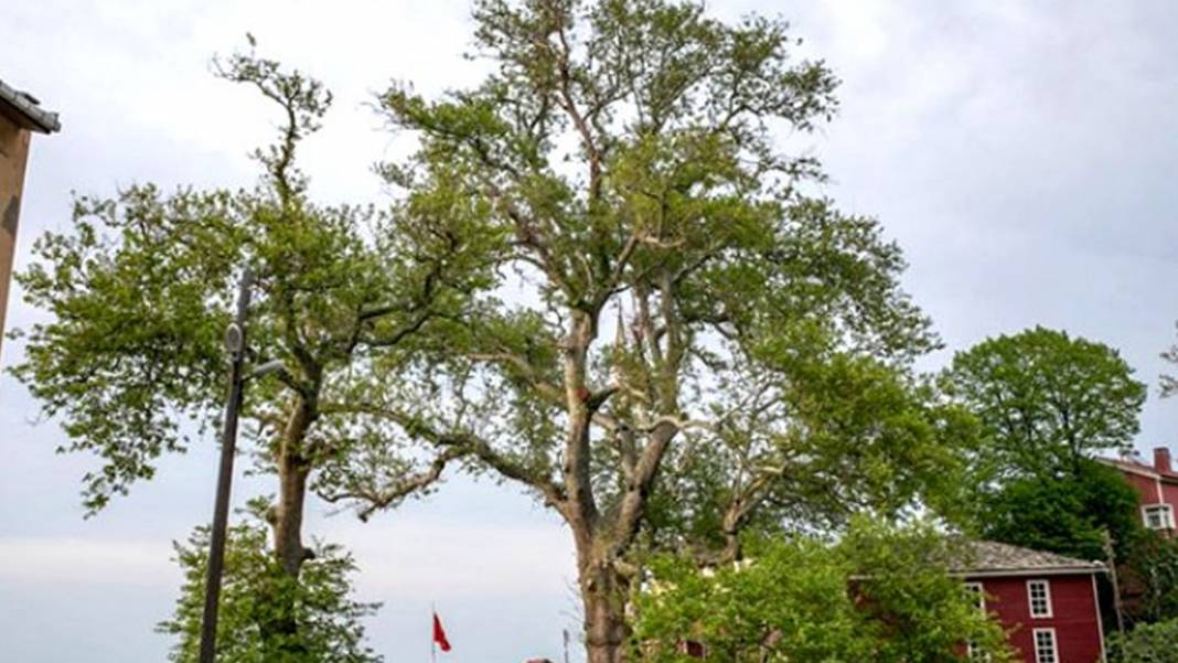 4115 yıllık ömrüyle Türkiye'nin en yaşlı ağacı görenleri hayran bırakıyor 11