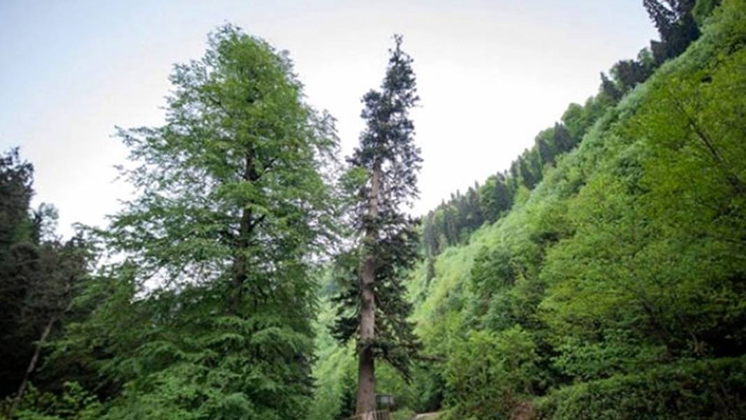 4115 yıllık ömrüyle Türkiye'nin en yaşlı ağacı görenleri hayran bırakıyor 12