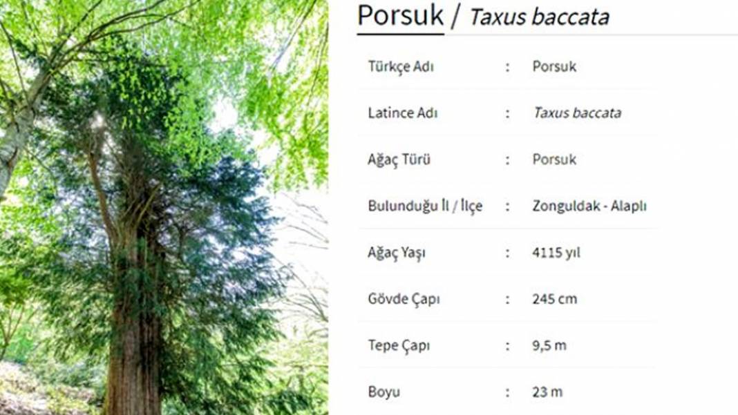 4115 yıllık ömrüyle Türkiye'nin en yaşlı ağacı görenleri hayran bırakıyor 2