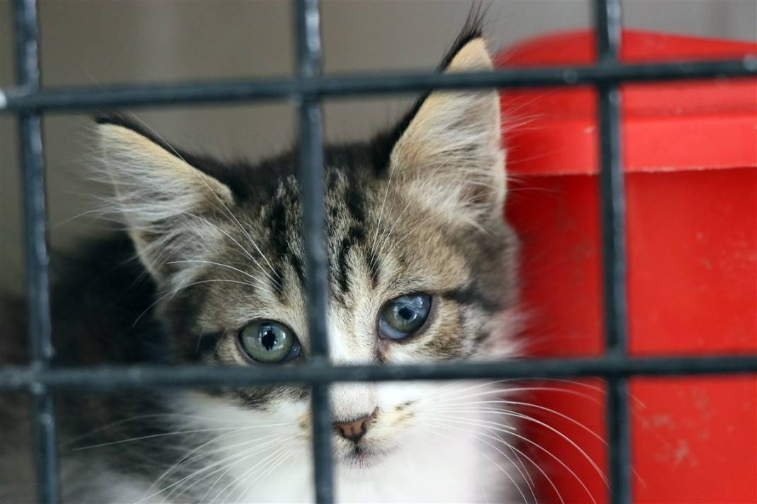 Enkazdan çıkarılan can dostlar dört gözle sahiplerini bekliyor 1