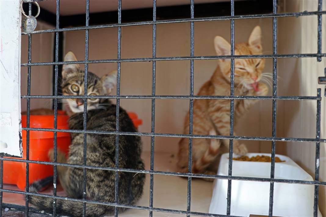 Enkazdan çıkarılan can dostlar dört gözle sahiplerini bekliyor 2