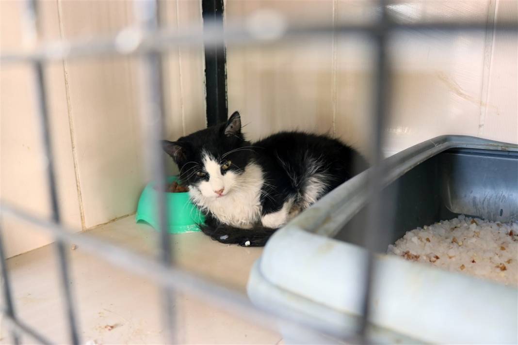 Enkazdan çıkarılan can dostlar dört gözle sahiplerini bekliyor 3