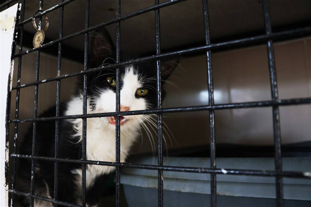 Enkazdan çıkarılan can dostlar dört gözle sahiplerini bekliyor 4