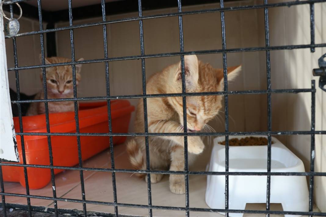 Enkazdan çıkarılan can dostlar dört gözle sahiplerini bekliyor 5