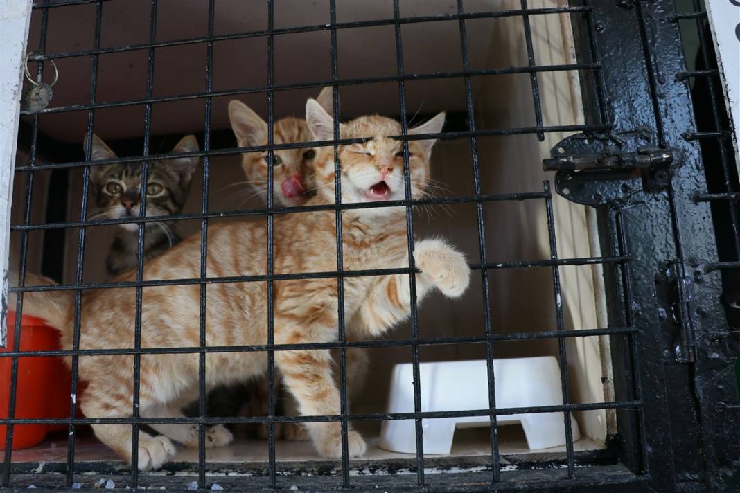 Enkazdan çıkarılan can dostlar dört gözle sahiplerini bekliyor 6