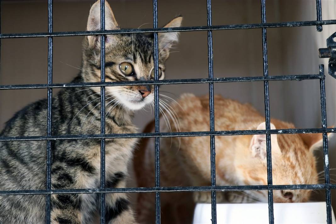 Enkazdan çıkarılan can dostlar dört gözle sahiplerini bekliyor 7