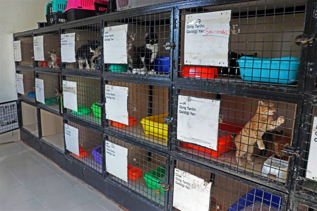 Enkazdan çıkarılan can dostlar dört gözle sahiplerini bekliyor 8