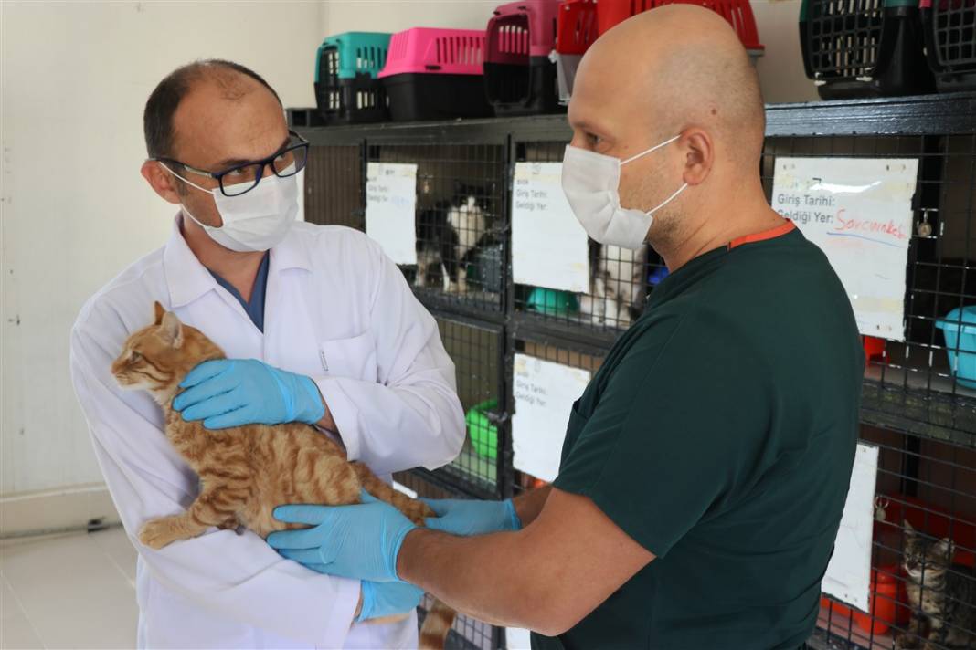 Enkazdan çıkarılan can dostlar dört gözle sahiplerini bekliyor 9