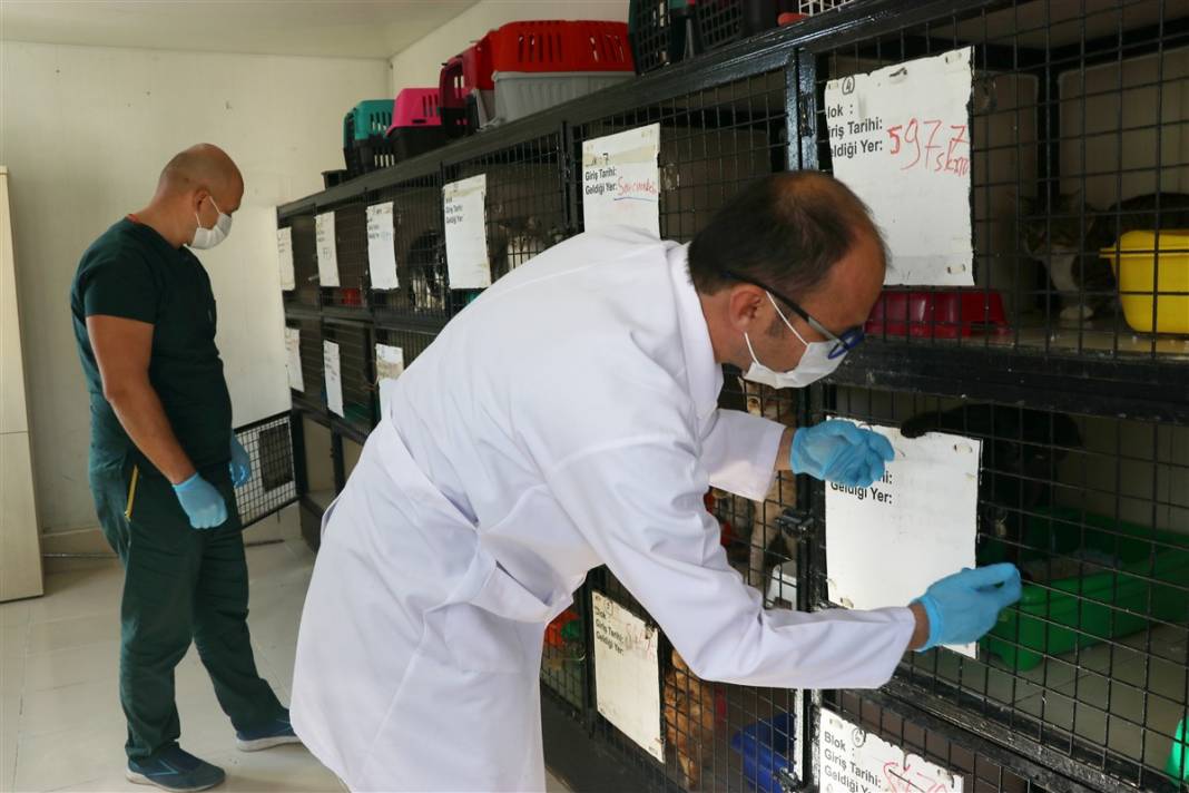 Enkazdan çıkarılan can dostlar dört gözle sahiplerini bekliyor 11