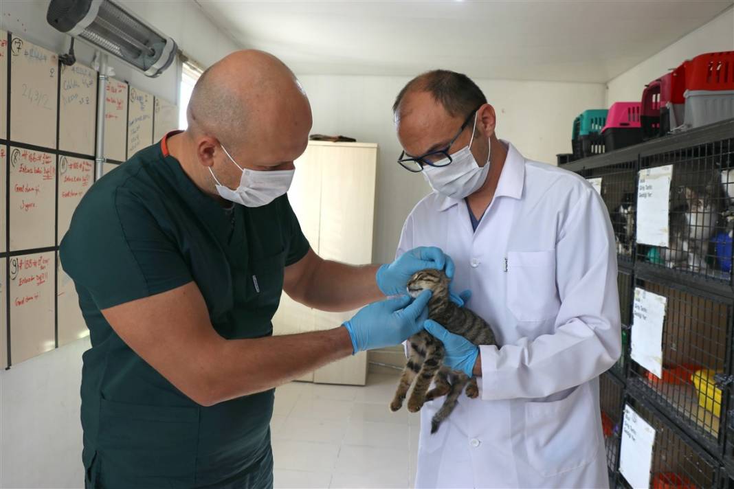 Enkazdan çıkarılan can dostlar dört gözle sahiplerini bekliyor 12