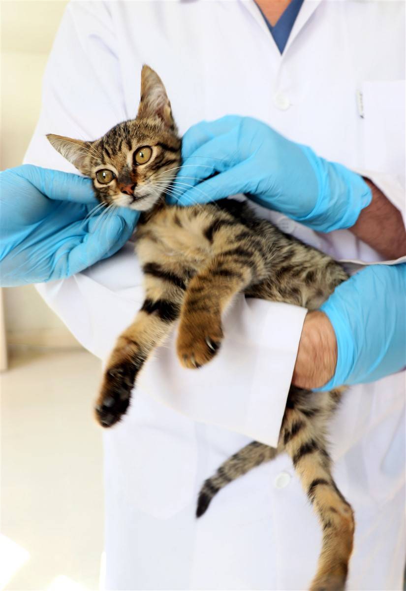 Enkazdan çıkarılan can dostlar dört gözle sahiplerini bekliyor 13